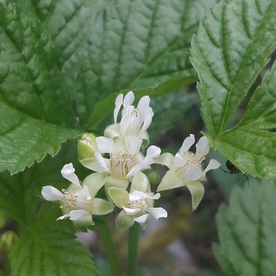 Rubus saxatilis — flower