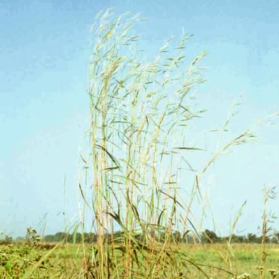 Andropogon gayanus — habit