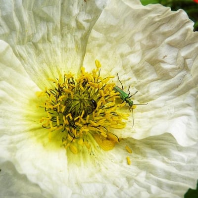 Papaver alpinum — flower