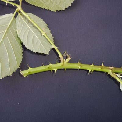 Rubus sulcatus — flower