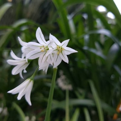 Allium triquetrum — flower