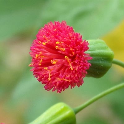 Emilia fosbergii — flower