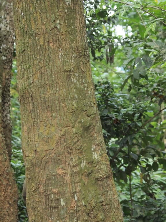 Brimstonetree