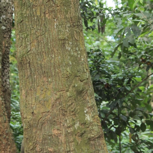 Brimstonetree