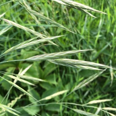 Bromus carinatus — flower