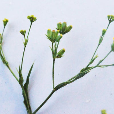 Bupleurum praealtum — flower