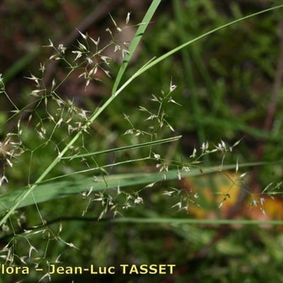 Agrostis canina — flower