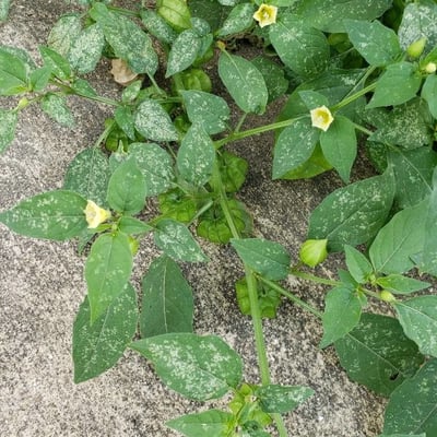 Physalis minima — flower