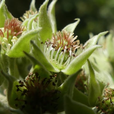 Rubus apetalus — flower