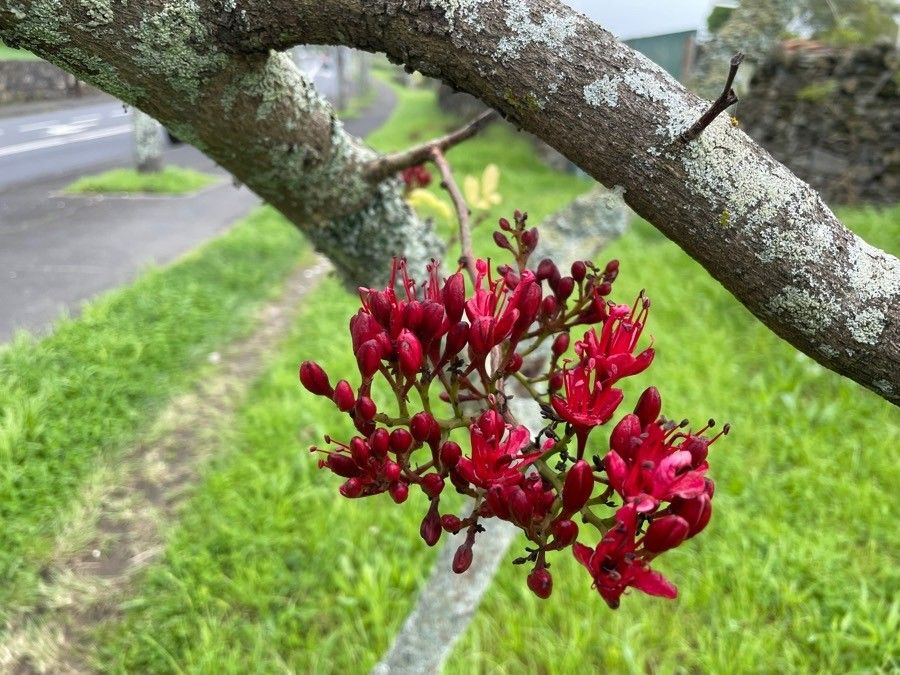 Fuchsia-tree