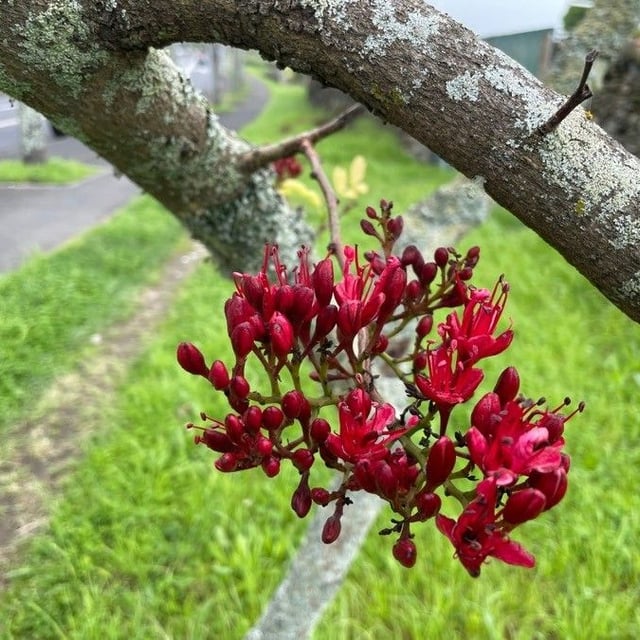 Fuchsia-tree