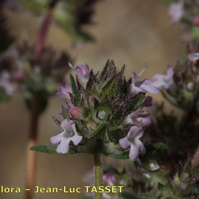 Thymus baeticus — flower