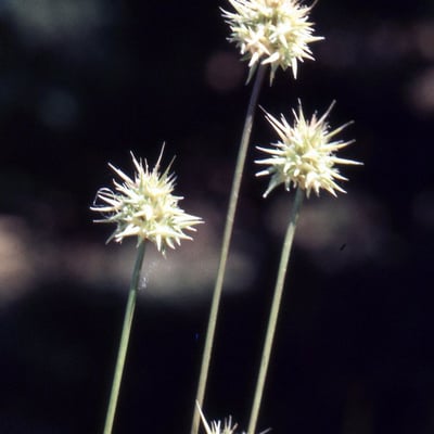Echinaria capitata — flower