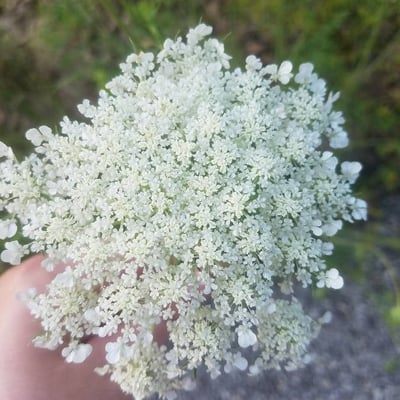 Daucus pusillus — flower