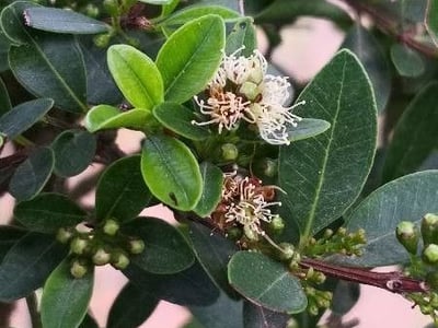 Syzygium buxifolium