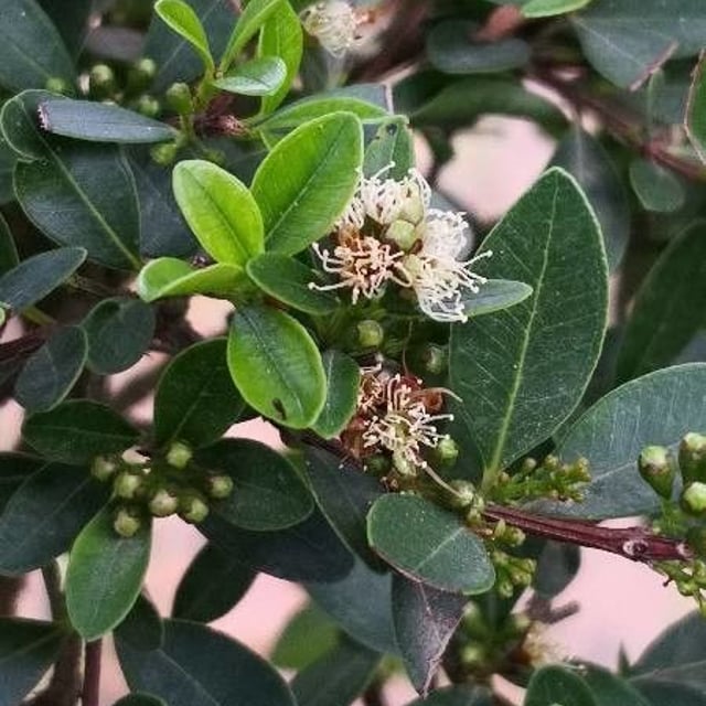 Syzygium buxifolium