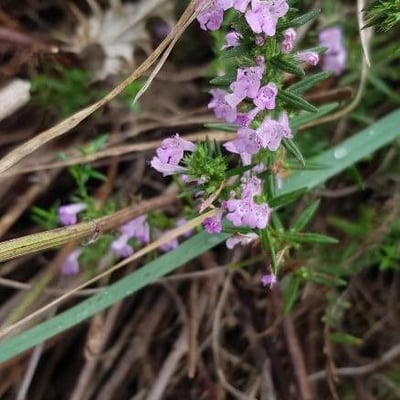 Micromeria graeca — flower