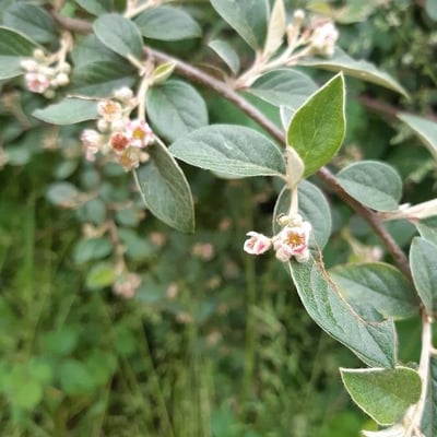 Cotoneaster franchetii — flower