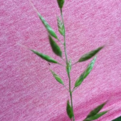 Bromus racemosus — flower