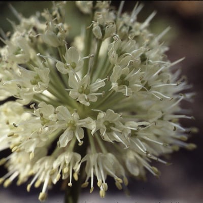 Allium victorialis — flower