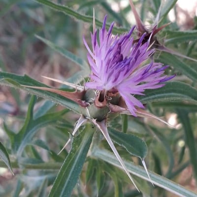 Centaurea calcitrapa — flower