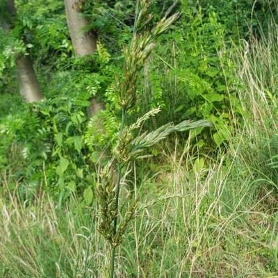Sorghastrum nutans — flower