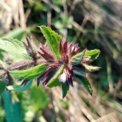 Stachys arvensis — flower