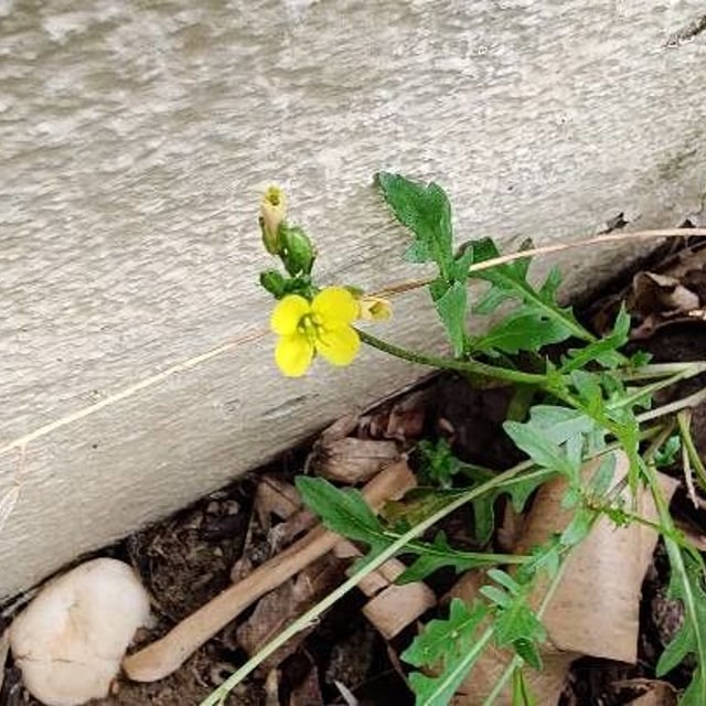 Diplotaxis muralis — flower