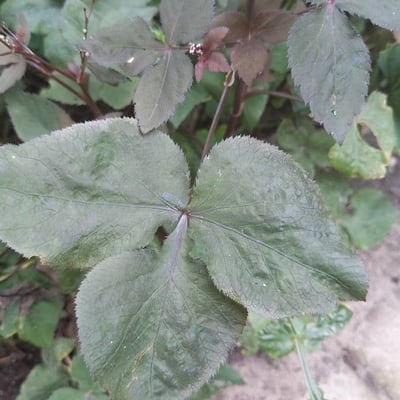 Cryptotaenia japonica — leaf