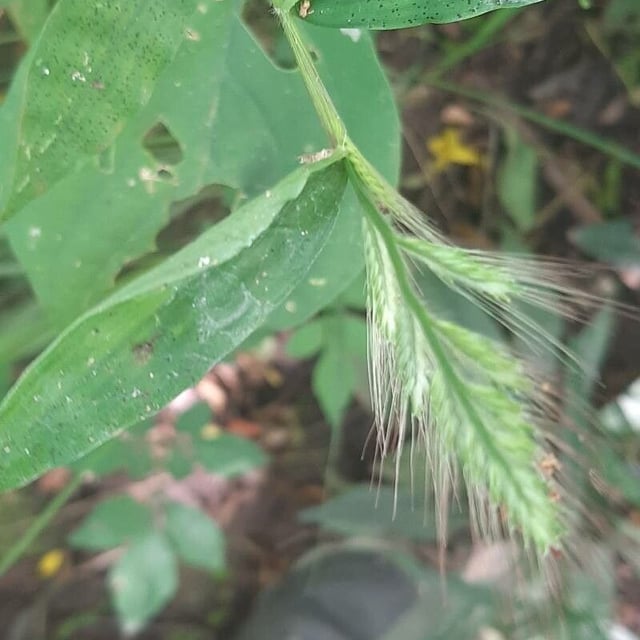 Oplismenus burmanni — flower
