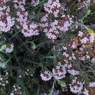 Thymus vulgaris — flower