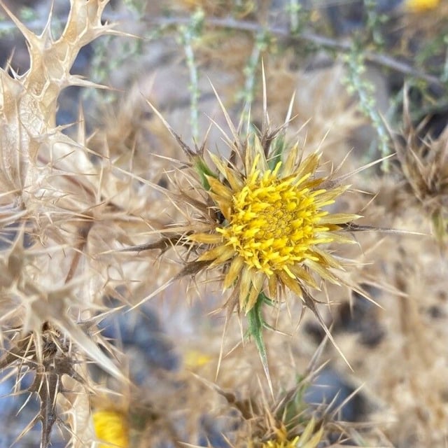 Carlina hispanica — flower