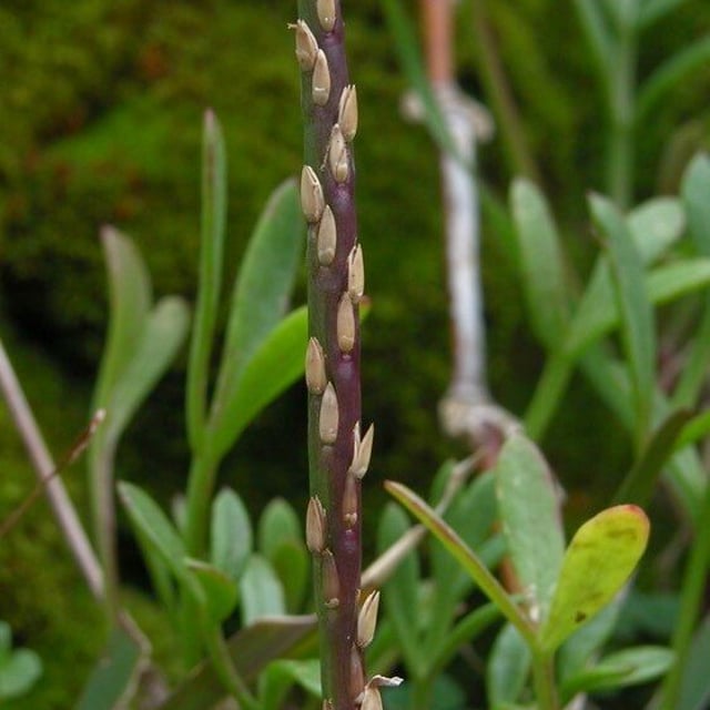 Stenotaphrum secundatum — flower