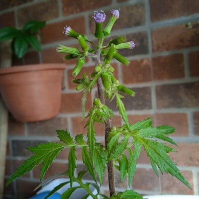 Erechtites valerianifolius — flower