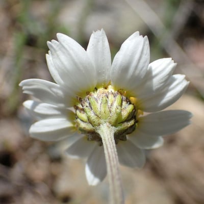 Anthemis cretica — flower