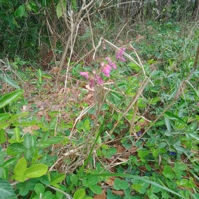 Desmodium incanum — flower