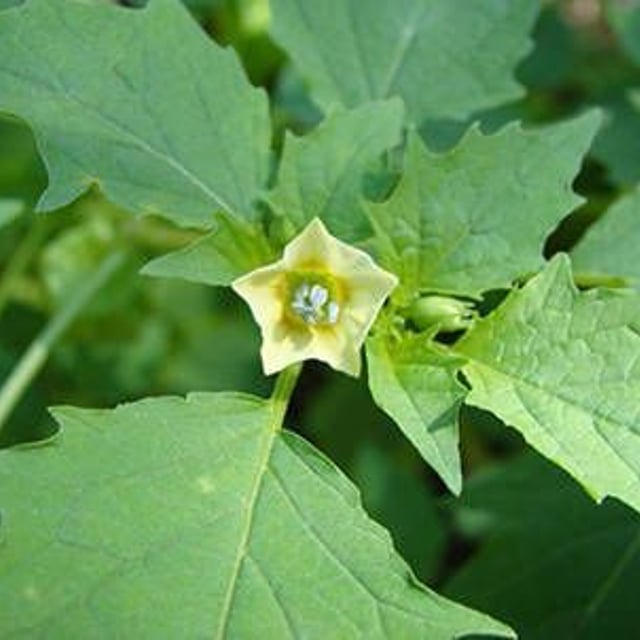 Physalis angulata — flower