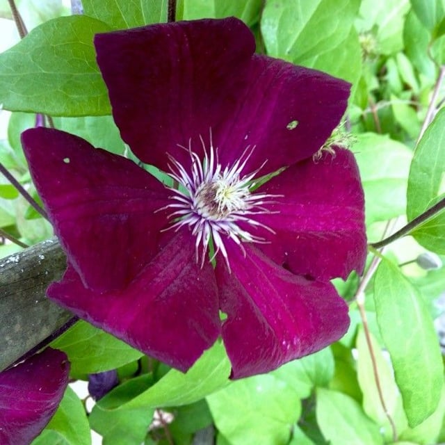 Clematis viticella — flower