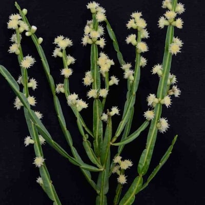Baccharis crispa — flower