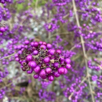 Callicarpa americana — flower