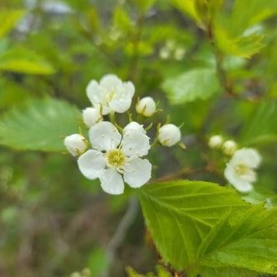 Crataegus douglasii — flower