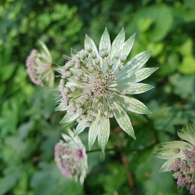 Astrantia major — flower