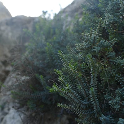 Metrosideros diffusa — leaf