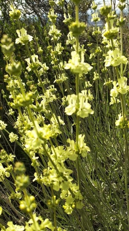 Sideritis incana