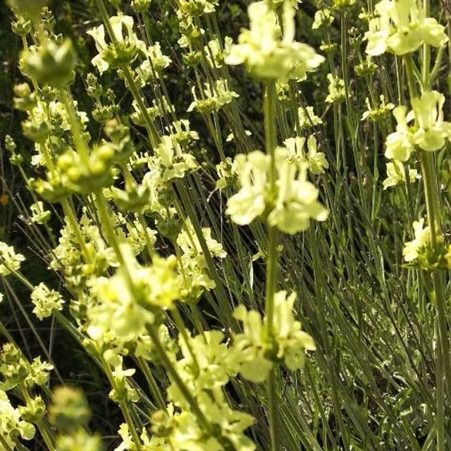 Sideritis incana