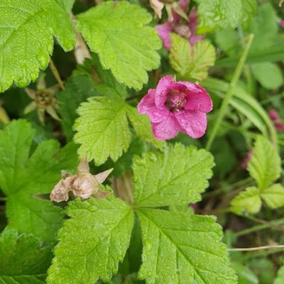 Rubus arcticus — flower