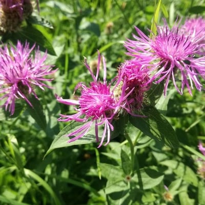 Centaurea phrygia — flower
