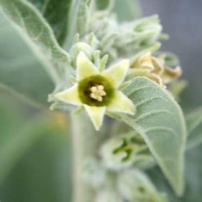 Withania somnifera — flower