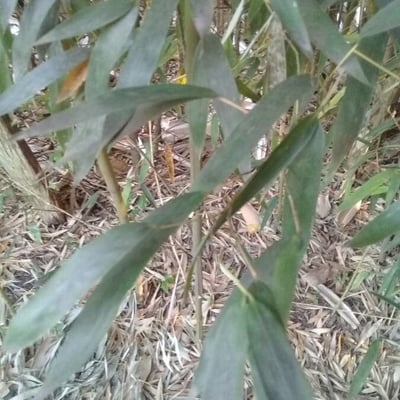 Guadua angustifolia — leaf