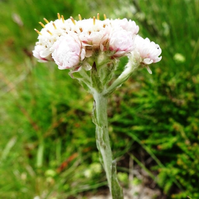 Antennaria dioica — flower